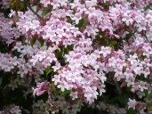 Kolkwitzia Amabilis 1